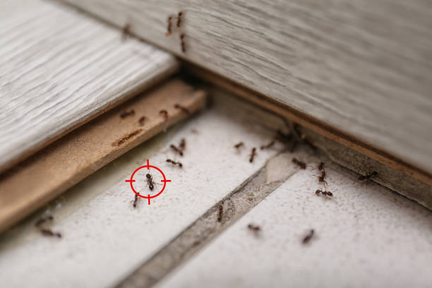 Best Commercial Pest Control Services  in Williamsburg, VA